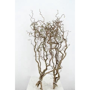 CORYL AV CONTORTA 2 JARIG 120CM