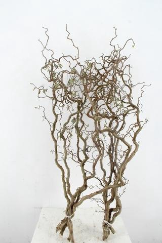 <h4>CORYL AV CONTORTA 2 JARIG 120CM</h4>