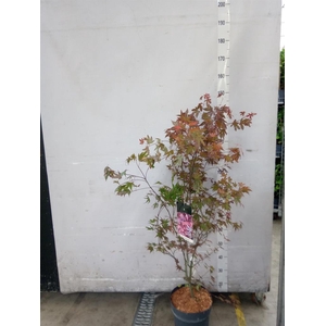 Acer palmatum 'Atropurpureum'