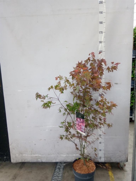 <h4>Acer palmatum 'Atropurpureum'</h4>
