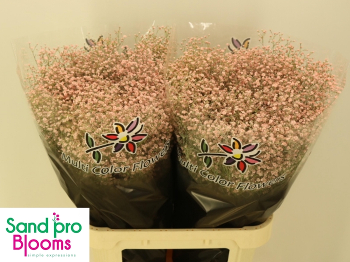 <h4>GYPS KLB H%</h4>