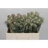 Anigozanthos Cape Gray Moss