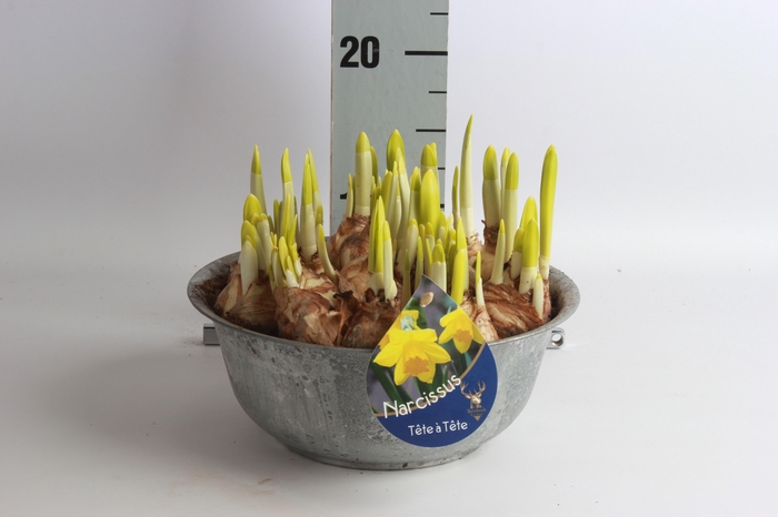 <h4>ARR NARCISSUS</h4>