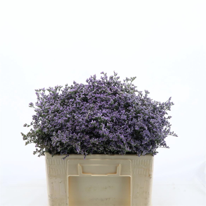 <h4>Limonium Utah Blue</h4>