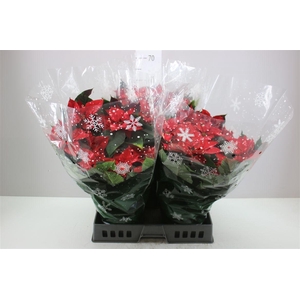 Euphorbia P Bush Fantasy Star 8+