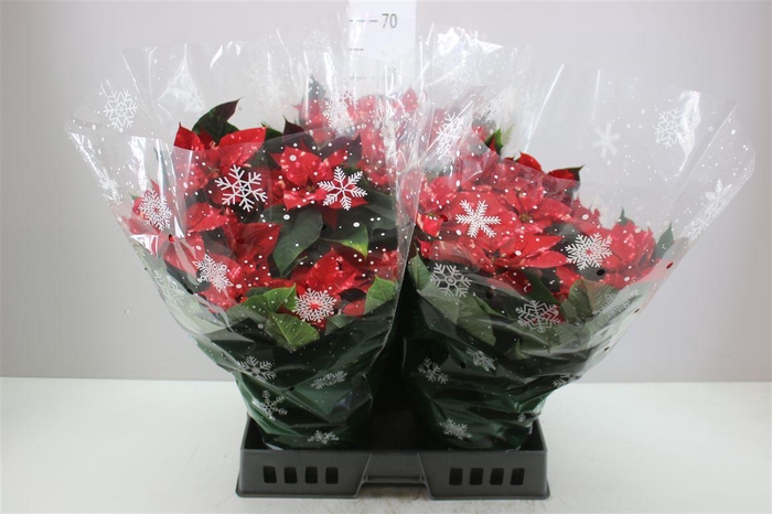 <h4>Euphorbia P Bush Fantasy Star 8+</h4>