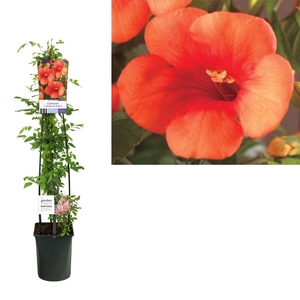 Campsis t. 'Madame Galen' +light label