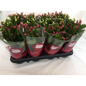 Schlumbergera   ...mix 3