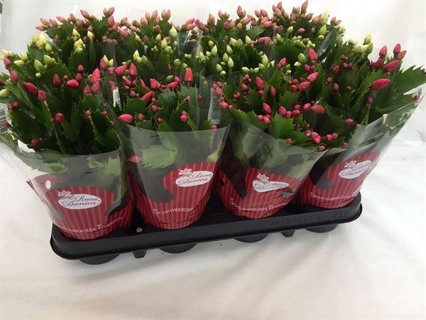 <h4>Schlumbergera   ...mix 3</h4>