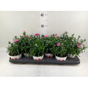 Dianthus  'Oscar Purple Star'