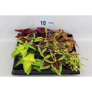 Plectranthus col.   ...mix