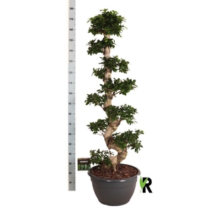 Ficus microcarpa 'Ginseng'