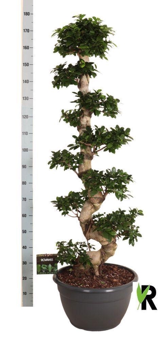 <h4>Ficus microcarpa 'Ginseng'</h4>