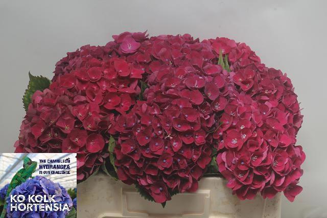 <h4>HYDR M CH MON AMOUR</h4>