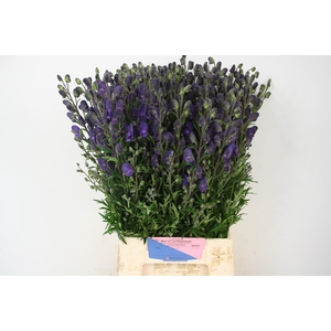 Aconitum Pyramidale Mart Lia Heemskerk