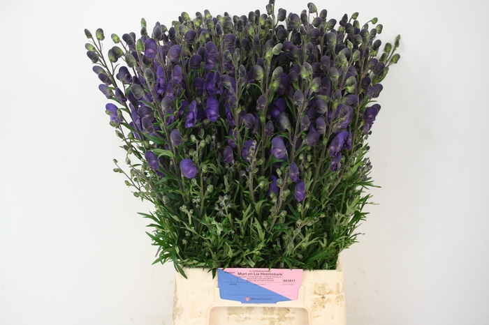 <h4>Aconitum Pyramidale Mart Lia Heemskerk</h4>