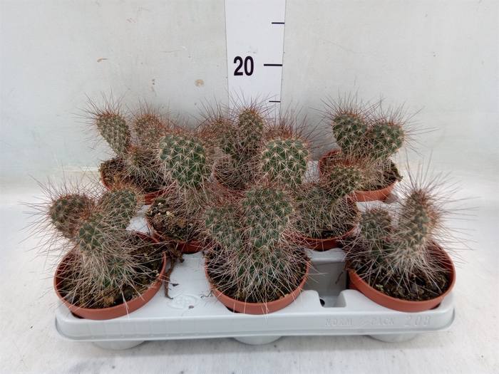 <h4>Opuntia</h4>