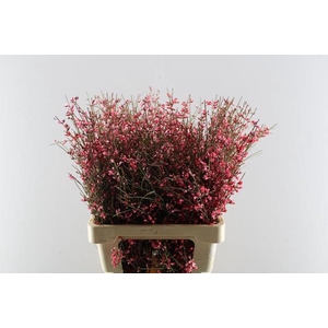 Genista Klb Bs Rood