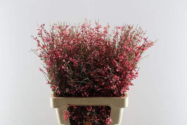 <h4>Genista Klb Bs Rood</h4>