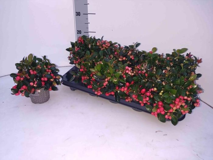 <h4>GAULTH PR BIG BERRY</h4>