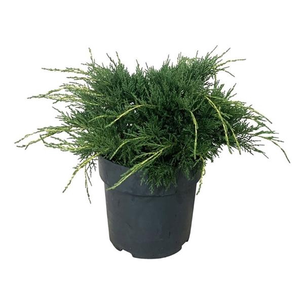 <h4>Juniperus pf. 'Pfitzeriana Aurea'</h4>