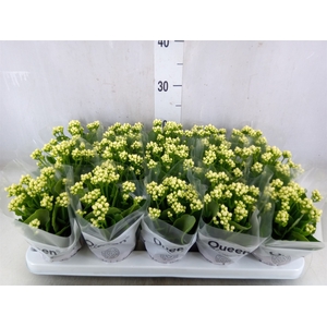 Kalanchoe blos. 'RosFlow Sia'