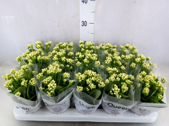 <h4>Kalanchoe blos. 'RosFlow Sia'</h4>