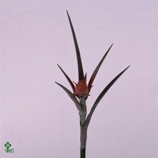 ANANAS CO PU COMPACT