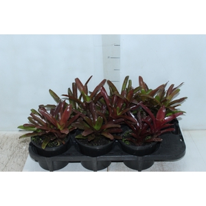 NEOREGELIA FIRE BALL P15
