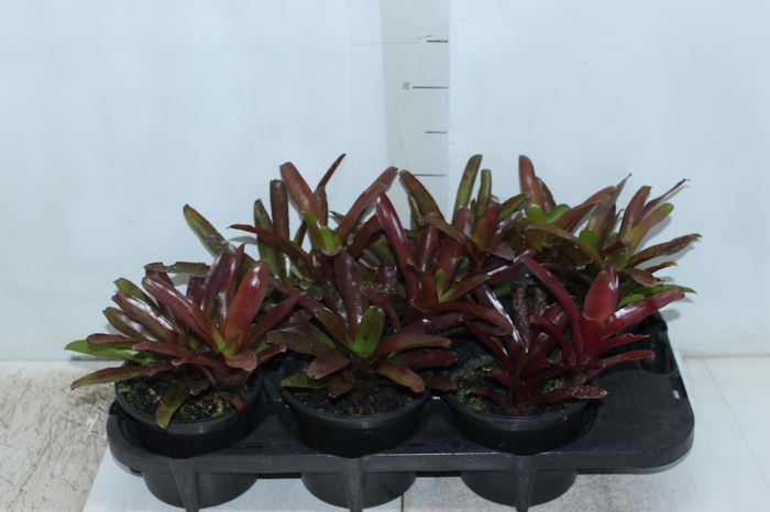 <h4>NEOREGELIA FIRE BALL P15</h4>