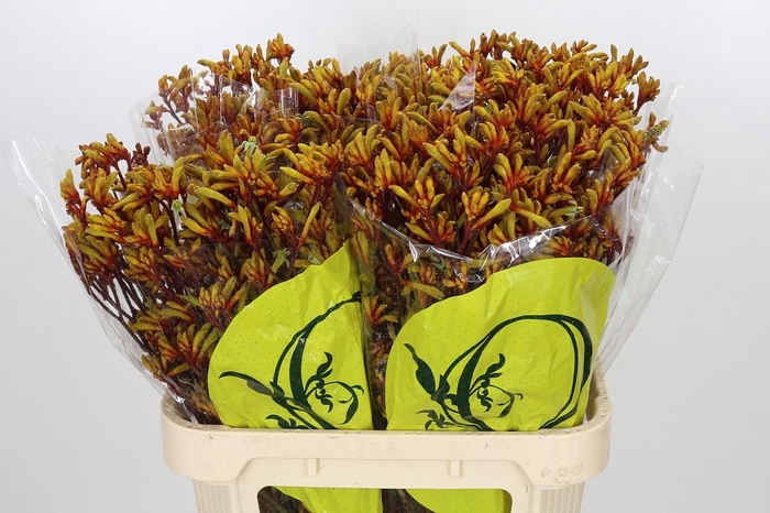 <h4>Anigozanthos Orange Velvet</h4>