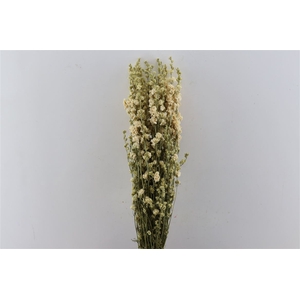 Dried Delphinium White Bunch