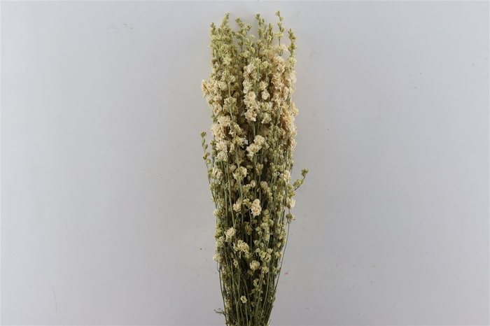 <h4>Dried Delphinium White Bunch</h4>