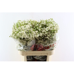Chame Pelaco White