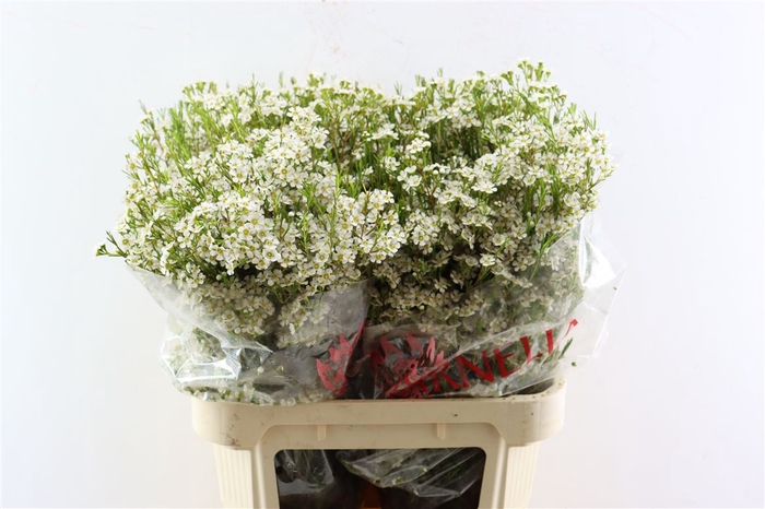 Chame Pelaco White