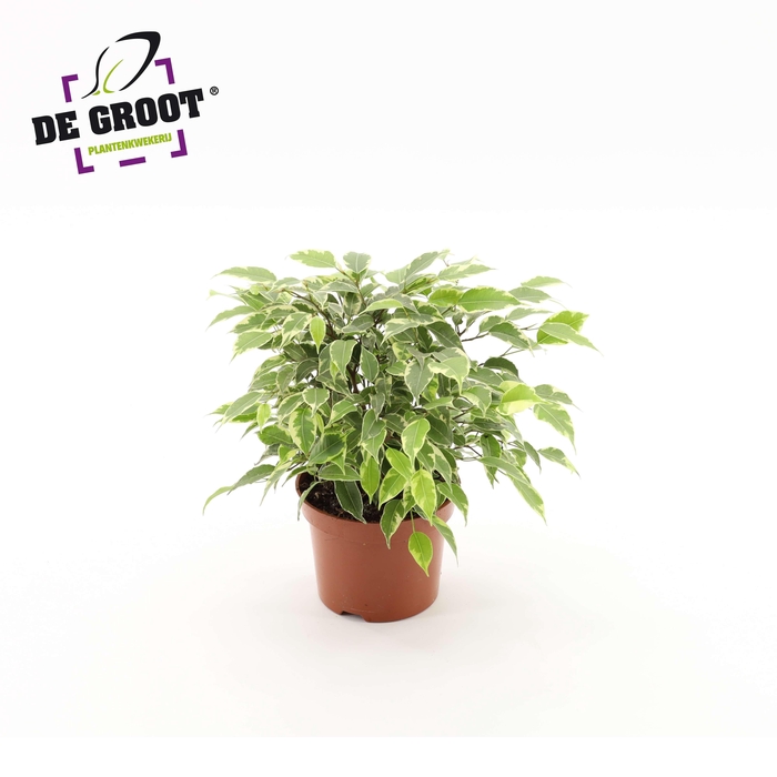 <h4>Ficus benjamina Kinky</h4>