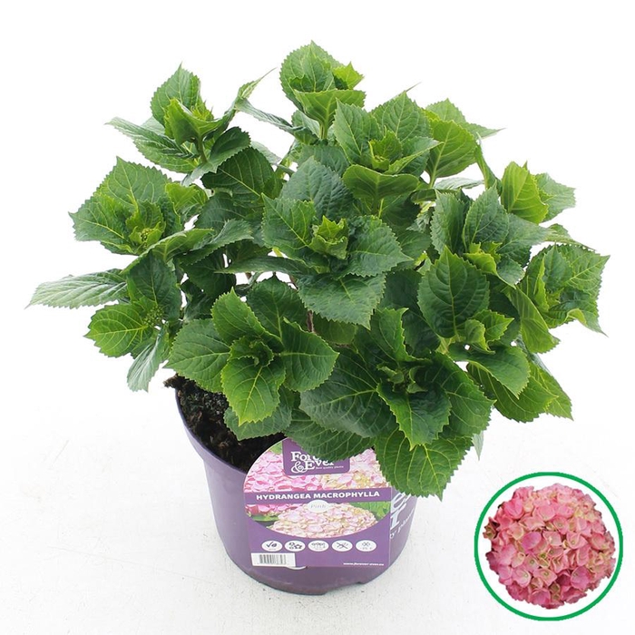 <h4>Hydrangea macr. Forever & Ever® Roze C5 (23cm.) Kn.</h4>