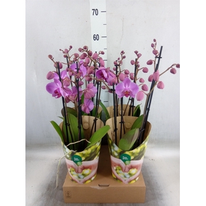 Phalaenopsis  'Ant Pittsburgh'