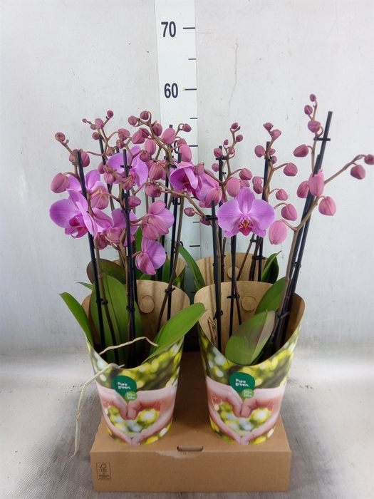 <h4>Phalaenopsis  'Ant Pittsburgh'</h4>