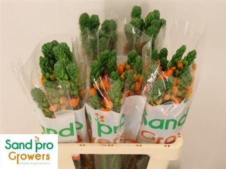 <h4>Ornit Db Sunray</h4>