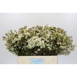 Chamelaucium Carlys White