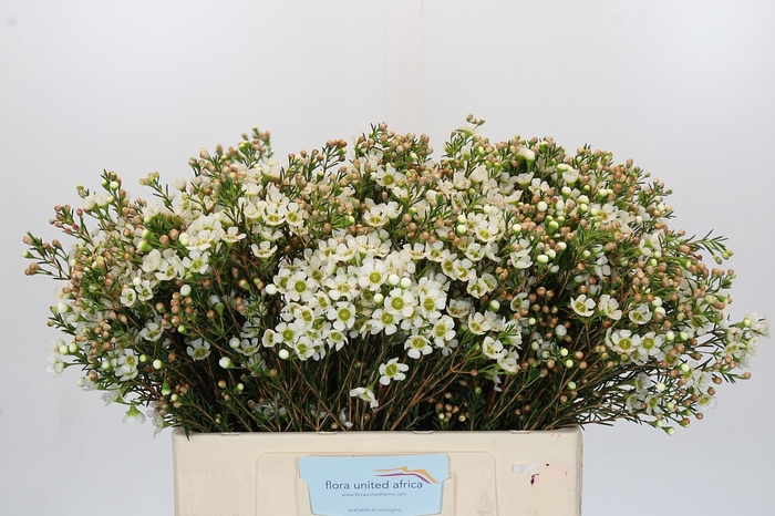 <h4>Chamelaucium Carlys White</h4>