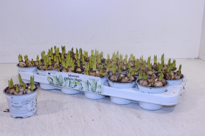 <h4>MUSCAR WHITE MAGIC</h4>