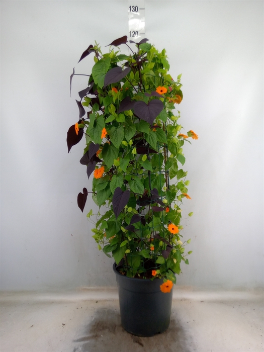 <h4>Thunbergia  'Suzie Orange wEye'</h4>