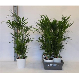 Chamaed Cataractarum 25 Pp In Deco Pot