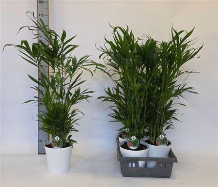 <h4>Chamaed Cataractarum 25 Pp In Deco Pot</h4>