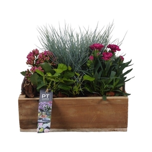 PTSO8322 Arrangement Summer Outdoor in houten bak