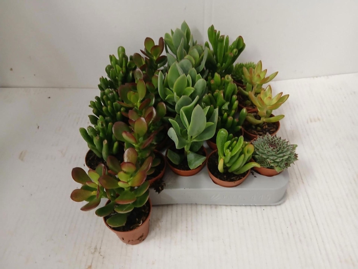 <h4>Crassula gemengd</h4>