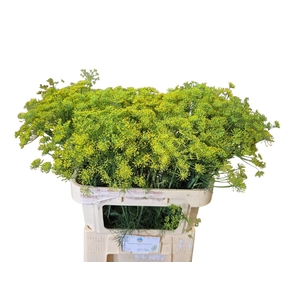 Anethum Graveolens Kramer