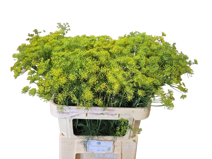 <h4>Anethum Graveolens Kramer</h4>